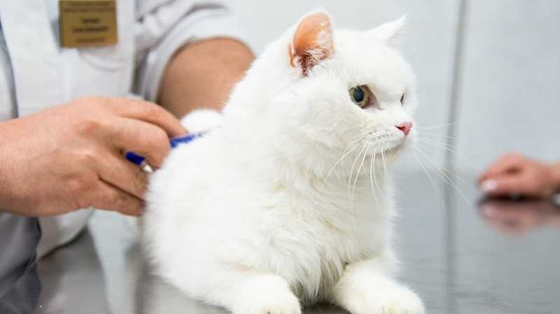 Кошку с новым коронавирусом изолировали в Москве