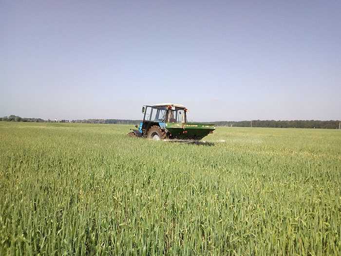 В «Куликово» идет подкормка пшеницы