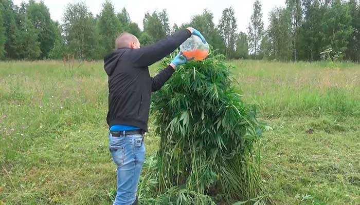 Полицейский рейд по выявлению дикорастущих наркосодержащих растений