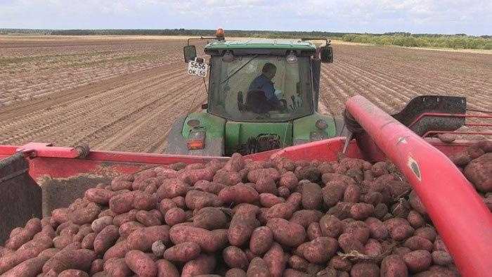 Массовая уборка картофеля и овощей в ЗАО «Куликово» Дмитровского округа
