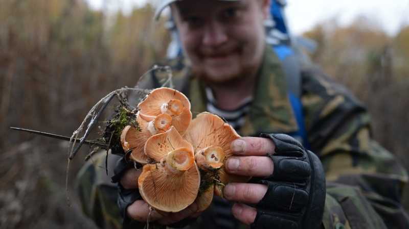 Осенние грибы появятся в подмосковных лесах в середине сентября