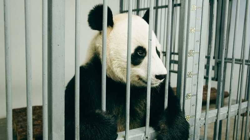 Участник акции «Елка желаний» познакомился с пандами в Московском зоопарке
