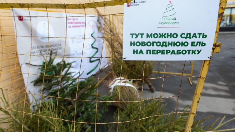 Более 500 пунктов приема елок на утилизацию открылись в Москве