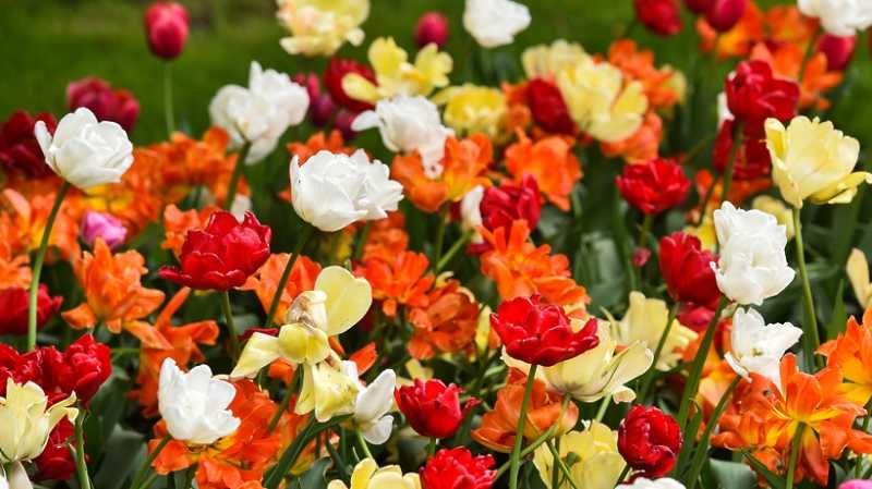 Порядка 5 млн тюльпанов вырастили к 8 Марта столичные теплицы
